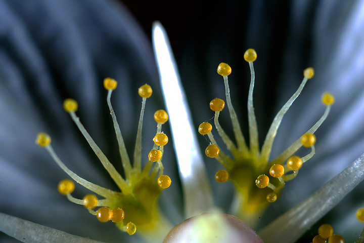 Parnassia palustris